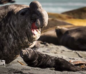 Beachmaster and pup