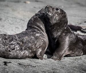 Two seal pups play fighting, chest to chest