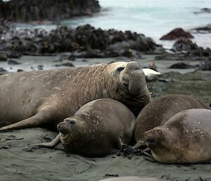 Beachmaster and his harem