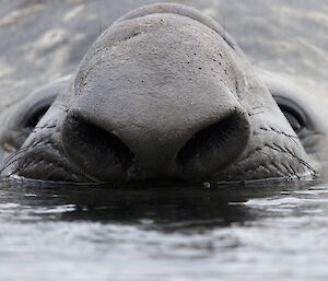 Close up of Elephant seal in the water