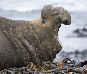 Beachmaster yawning, mouth wide and head up, proboscis prominent