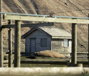 Beachmaster snoozing at the clean air lab