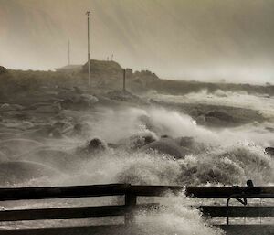 Seals being inundated with waves