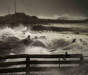 Mothers and pups getting washed with a wave