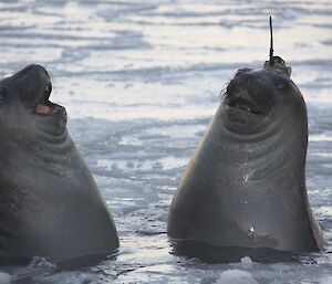 Two elephant seals one with tag on its head