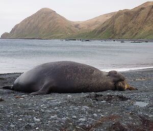 Male elephant seal holding down female seal