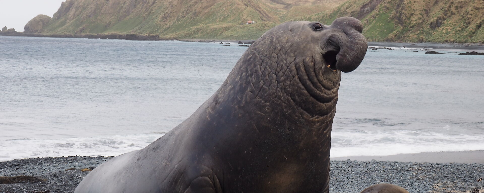 Male elephant seal about to hold female down