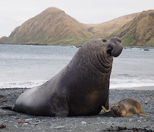 Male elephant seal about to hold female down