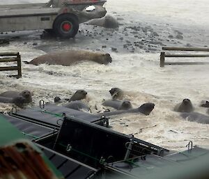 Elephant seals inundated by a wave