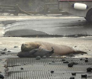 Male and female elephant seal on Isthmus