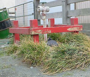 Gentoo nest next to the fire hydrant