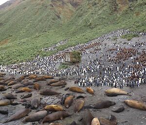 Harem of females and pups at the Old Lusitania Bay hut