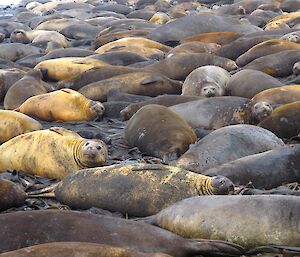 Elephant seal harem