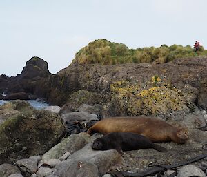 Elephant seal and pup with male expeditioner in background