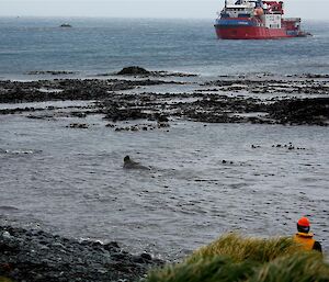 elephant seal in front of boat launching ramp