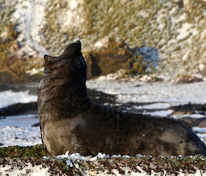 Ele seal basking in a moment of sunshine between snow showers