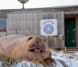 Elephant seal sits outside the Bureau office after a snow shower