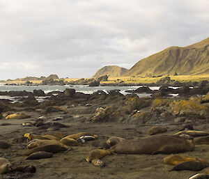 Panorama of Bauer Bay