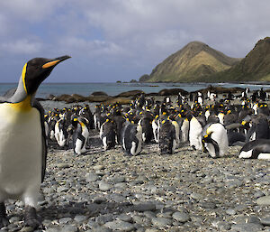 King penguin at the digestors