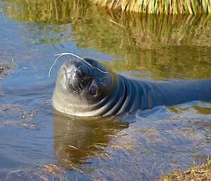 Weaner in a wallow