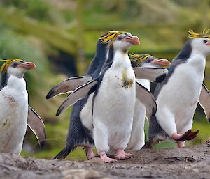 Royal penguins at Sandy Bay