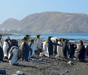 King penguins at Gadgets Gully beach with North Head and Station in background