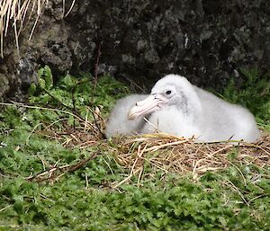 Fluffy grey chick on nest