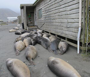 Weaners piling up at the entrance to the comms building