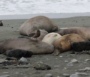 Skua sitting in elephant seal harem