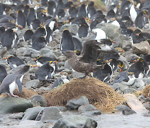 A skua perched by the royal penguin colony