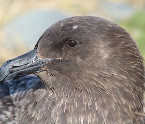 Close up of the head of a skua bird in profile