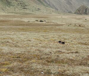 A skua sitting on a nest on the featherbed