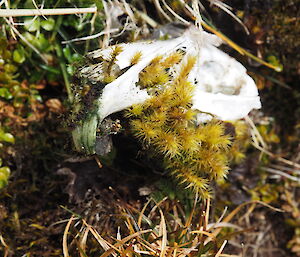 A rabbit skull found on the plateau