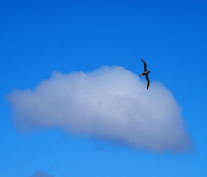 A light-mantled sooty albatross at Green Gorge