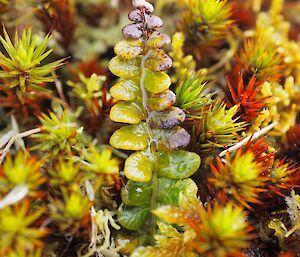 Tiny plateau plants