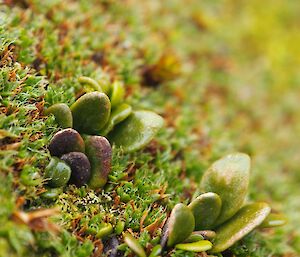 Tiny plants in the azorella