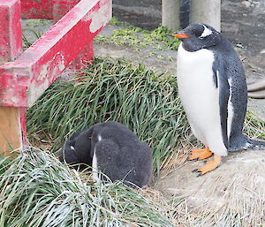 Gentoo chicks and parents huddle near a fire hydrant on station.