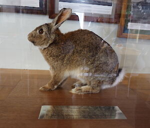 Taxidermied rabbit in a glass box