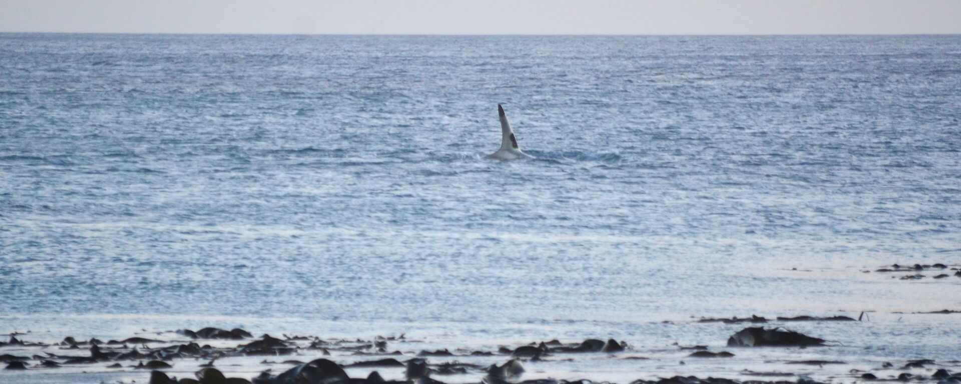 White orca fin and part of back visible in the water