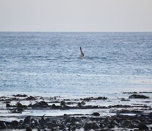 White orca fin and part of back visible in the water