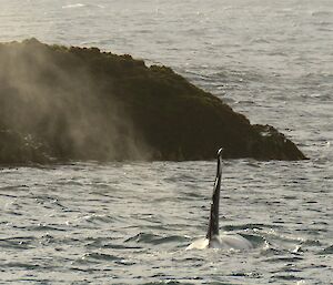 Orca fin sticking up out of the water