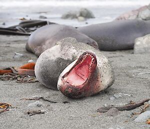 Leopard seal with mouth open