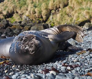 Weaner in Garden Cove