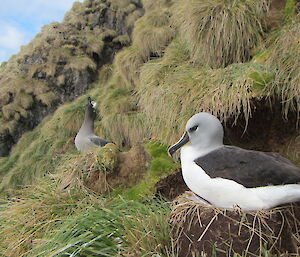 Grey-headed and light-mantled albatross in the study area on Petrel Peak