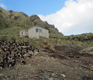 A simple hut amongst grass on a hill is flanked to the left with royal penguins