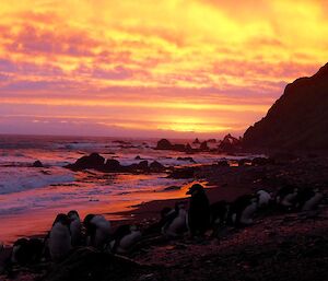 Hurd Point sunset with a riot of colours in the sky and penguins silhouetted below