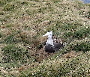 Wandering albatross chick following banding as part of long-term population monitoring