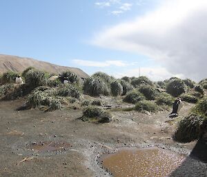 Beautiful Macca day with both sunshine and cumulonimbus cloud with nesting gentoo penguins