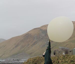 Balloon release in front of many weaners