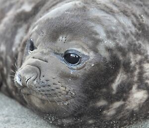 A somewhat dark and dirty weaner elephant seal looks contemplative on the sand at Macquarie Island